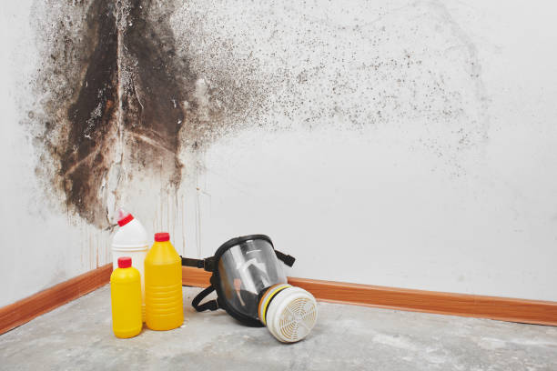 Best Basement Mold Remediation in Burley, WA