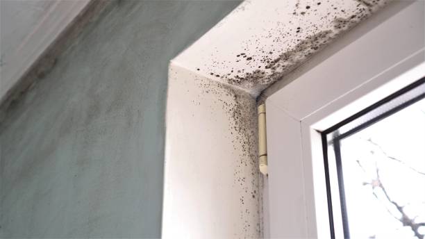 Best Mold Remediation for Schools in Burley, WA