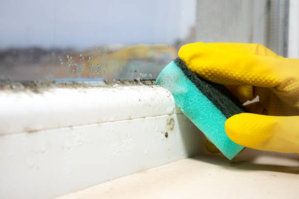 Best Mold Testing and Inspection Services in Burley, WA