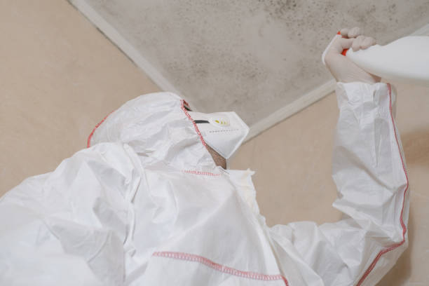 Best Residential Mold Remediation in Burley, WA