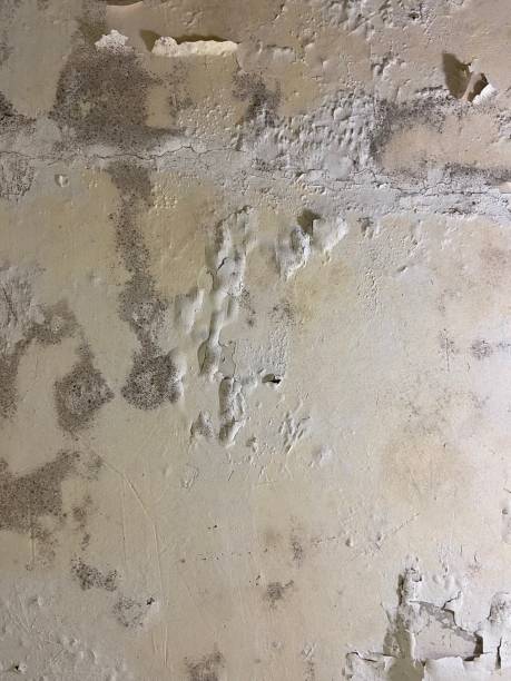 Best Mold Testing and Inspection Services in Burley, WA