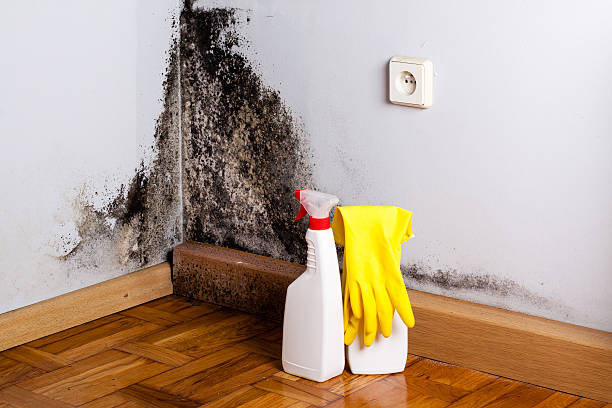 Best Residential Mold Remediation in Burley, WA