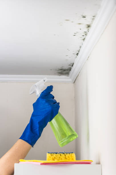 Best Kitchen Mold Remediation in Burley, WA